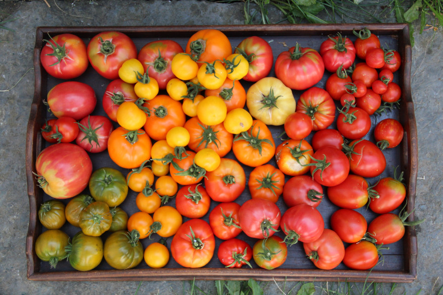 Récolte des tomates