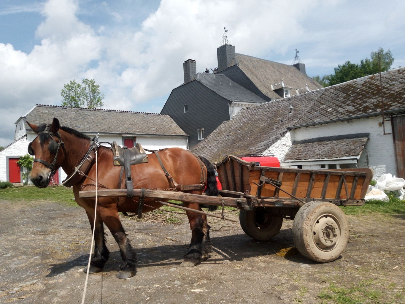 Balade en calèche