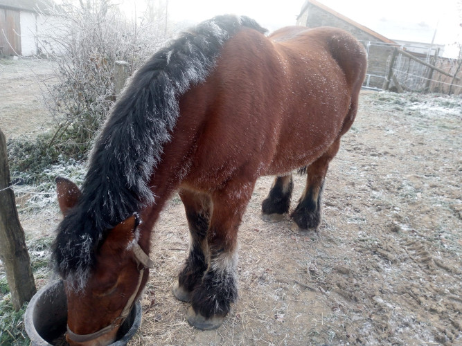 Notre cheval
